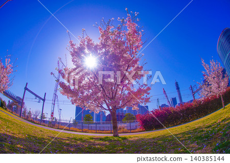 Cherry blossoms at Takashima Waterfront Park (Yokohama City) Cherry blossoms at Takashima Waterfront Park (Yokohama City) 140385144