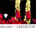 Red tulips and spotlight light Red tulips and spotlight light 140385336