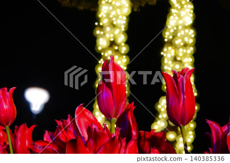 紅色鬱金香和聚光燈 紅色鬱金香和聚光燈 140385336