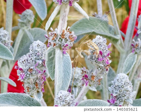 Multiple flowering stems of lamb's ear in a cottage garden Multiple flowering stems of lamb's ear in a cottage garden 140385621