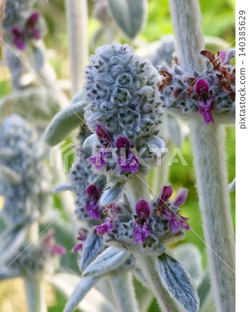 Flowering lamb's ear Stachys byzantina with pink blossoms Flowering lamb's ear Stachys byzantina with pink blossoms 140385629