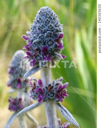 Pink flower clusters of lamb's ear in summer bloom Pink flower clusters of lamb's ear in summer bloom 140385630