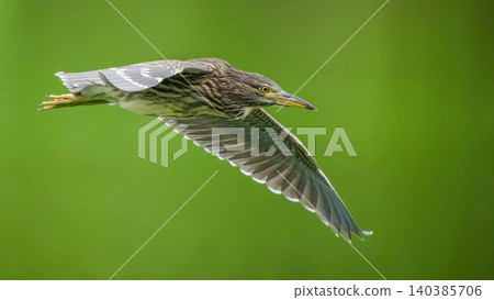 A young night heron soars beautifully against a backdrop of fresh greenery. (Wildlife ecology) 140385706
