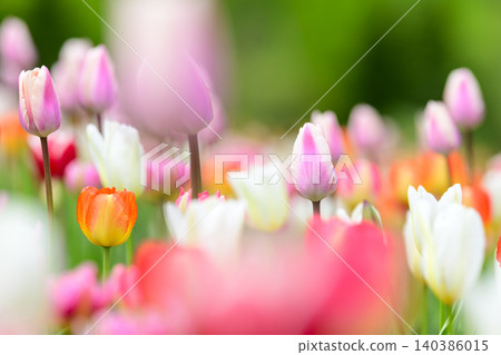 Tulip field in full bloom Tulip field in full bloom 140386015