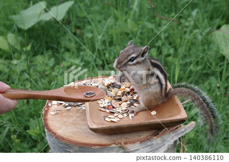 Chipmunks eat food Chipmunks eat food 140386110