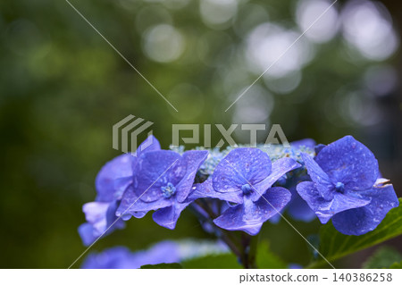 八仙花屬花雨季圖像 八仙花屬花雨季圖像 140386258