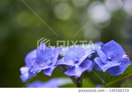 Hydrangea flower rainy season image Hydrangea flower rainy season image 140386259