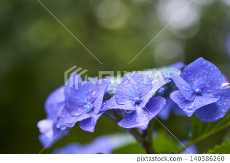 Hydrangea flower rainy season image Hydrangea flower rainy season image 140386260