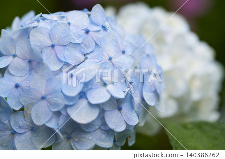 八仙花屬花雨季圖像 八仙花屬花雨季圖像 140386262