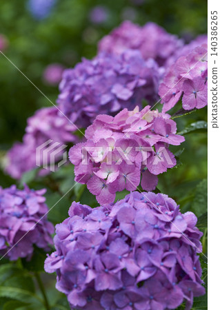 八仙花屬花雨季圖像 八仙花屬花雨季圖像 140386265