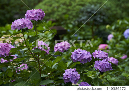 Hydrangea flower rainy season image 140386272