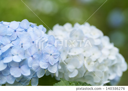 Hydrangea flower rainy season image Hydrangea flower rainy season image 140386276