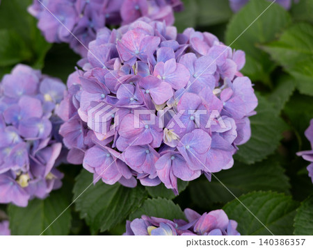 Bright purple hydrangea flowers Bright purple hydrangea flowers 140386357
