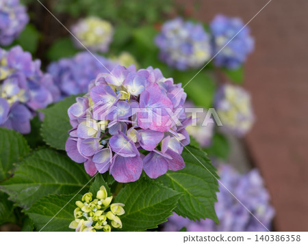 Bright purple hydrangea flowers Bright purple hydrangea flowers 140386358