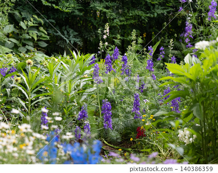 A flowerbed in early summer, where purple larkspur flowers are in bloom. A flowerbed in early summer, where purple larkspur flowers are in bloom. 140386359