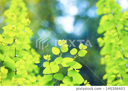 雨水落在翠綠的葉片上。 雨水落在翠綠的葉片上。 140386403