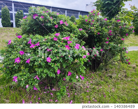 Green bushes adorned with bright pink flowers, Rosa rugosa, stand in front of an industrial building Green bushes adorned with bright pink flowers, Rosa rugosa, stand in front of an industrial building 140386489