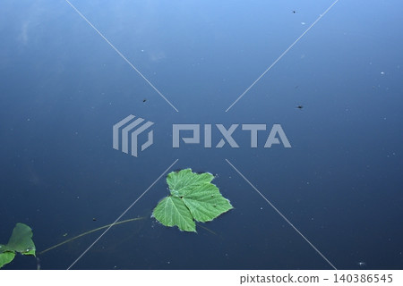 Lotus leaves floating on the water Lotus leaves floating on the water 140386545