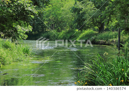 Early summer in Azumino: The clear stream at Daio Wasabi Farm Early summer in Azumino: The clear stream at Daio Wasabi Farm 140386574