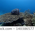 Squid and cuttlefish intimidation display 140386577