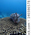 Squid and cuttlefish intimidation display 140386578