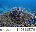 Squid and cuttlefish intimidation display 140386579
