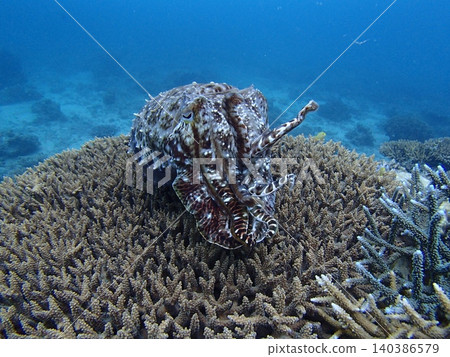 Squid and cuttlefish intimidation display Squid and cuttlefish intimidation display 140386579
