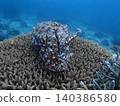 Squid and cuttlefish intimidation display 140386580