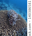 Squid and cuttlefish intimidation display 140386581