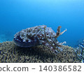 Squid and cuttlefish intimidation display 140386582