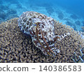 Squid and cuttlefish intimidation display 140386583