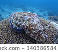 Squid and cuttlefish intimidation display 140386584