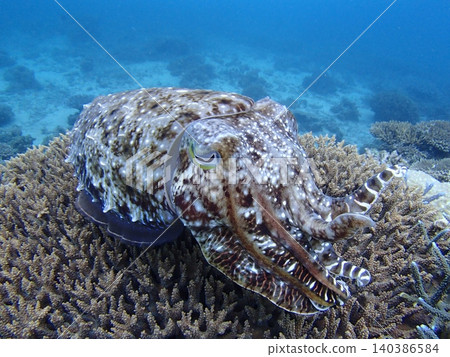 Squid and cuttlefish intimidation display Squid and cuttlefish intimidation display 140386584