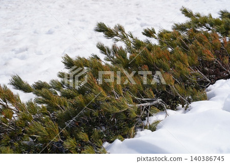 Springtime dwarf pines Springtime dwarf pines 140386745