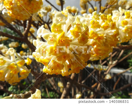 Garden tree: Large-flowered Mitsumata Garden tree: Large-flowered Mitsumata 140386831