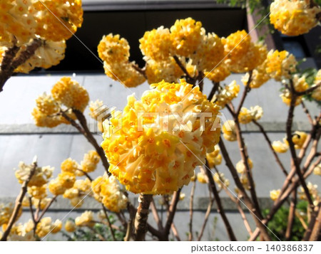 Garden tree: Large-flowered Mitsumata Garden tree: Large-flowered Mitsumata 140386837
