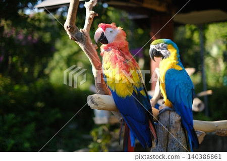 Colorful parakeet Colorful parakeet 140386861