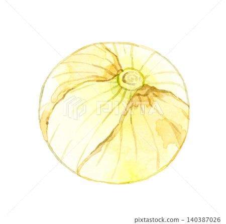 新洋蔥 - 手繪水彩蔬菜插圖 140387026