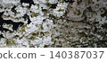 A view of cherry blossoms at night, seen from beneath a cherry tree. 140387037