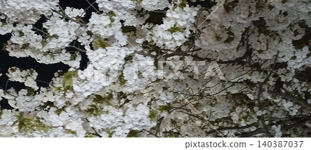 從櫻花樹下看到的夜晚櫻花景色。 140387037