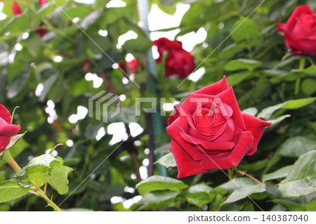 Moist red roses!! 140387040