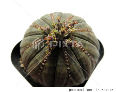 Monoecious Obesa 140387046