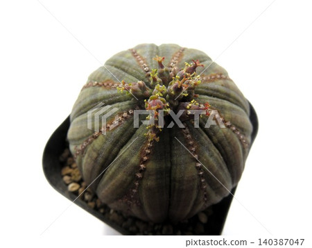 Monoecious Obesa 140387047