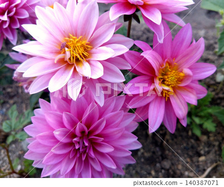 Pink dahlia flowers that adorn early summer Pink dahlia flowers that adorn early summer 140387071