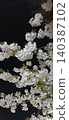 Cherry blossoms lit up at night 140387102