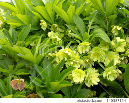 Christmas rose flowers 140387134