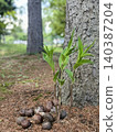 New shoots have sprouted from chestnuts someone left behind. 140387204