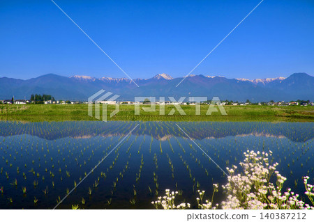 稻田和北阿爾卑斯山(長野縣白馬村) 稻田和北阿爾卑斯山(長野縣白馬村) 140387212