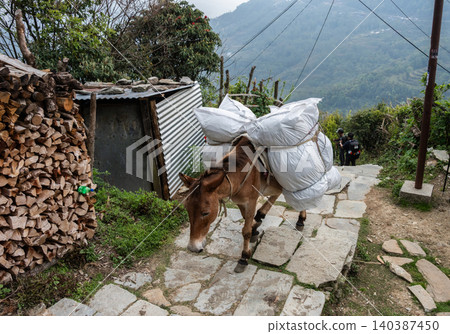 A mule while carrying tourist stuff in Annapurna region of Nepal. Mules can carrying and transport supplies over mountainous trails. A mule while carrying tourist stuff in Annapurna region of Nepal. Mules can carrying and transport supplies over mountainous trails. 140387450