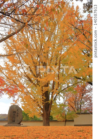 Autumn leaves near the Ueda Castle ruins, Boshin War Ueda Domain Memorial Autumn leaves near the Ueda Castle ruins, Boshin War Ueda Domain Memorial 140387613